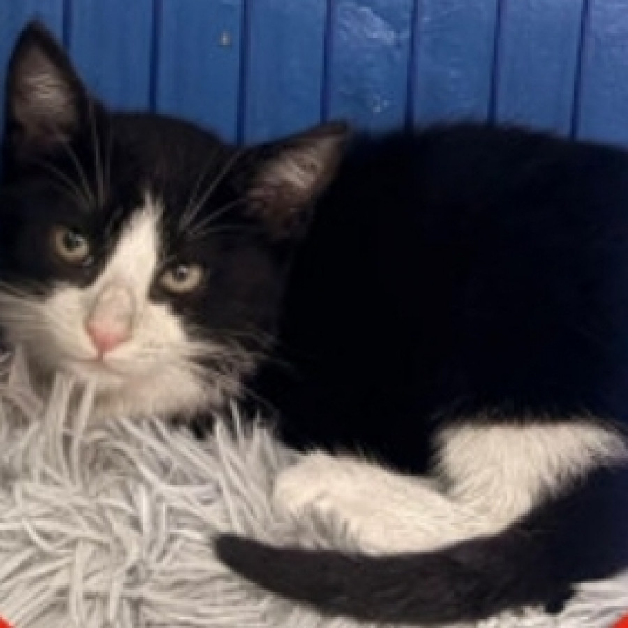 TIMOTEO | Raza Doméstico Américano de Pelo Corto | Perdido