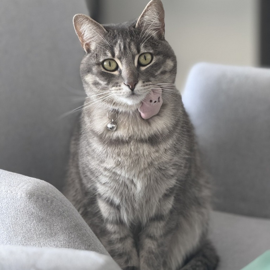 TABITA | Raza Doméstico Américano de Pelo Corto | Final Feliz