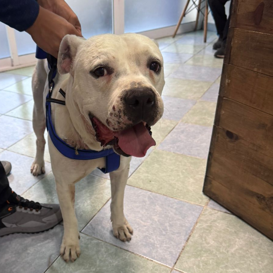 MAX | Raza Mestizo, cruza de American Pitbull Terrier con Bóxer | Perdido