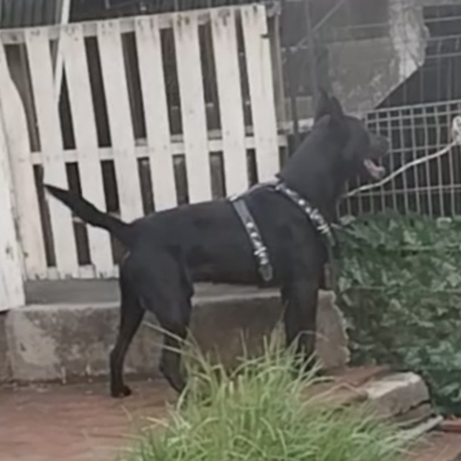  | Raza Pastor Alemán Negro | Encontrado