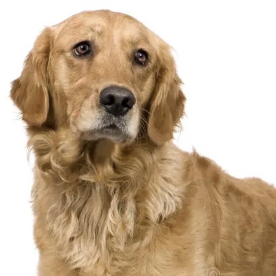  | Raza Golden Retriever  | Encontrada