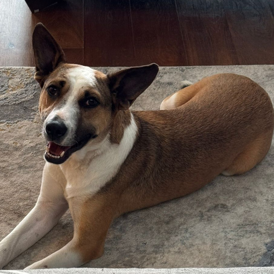  | Raza Mestizo | Encontrado