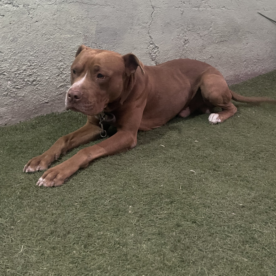 ROKO | Raza American Pitbull Terrier | Perdido