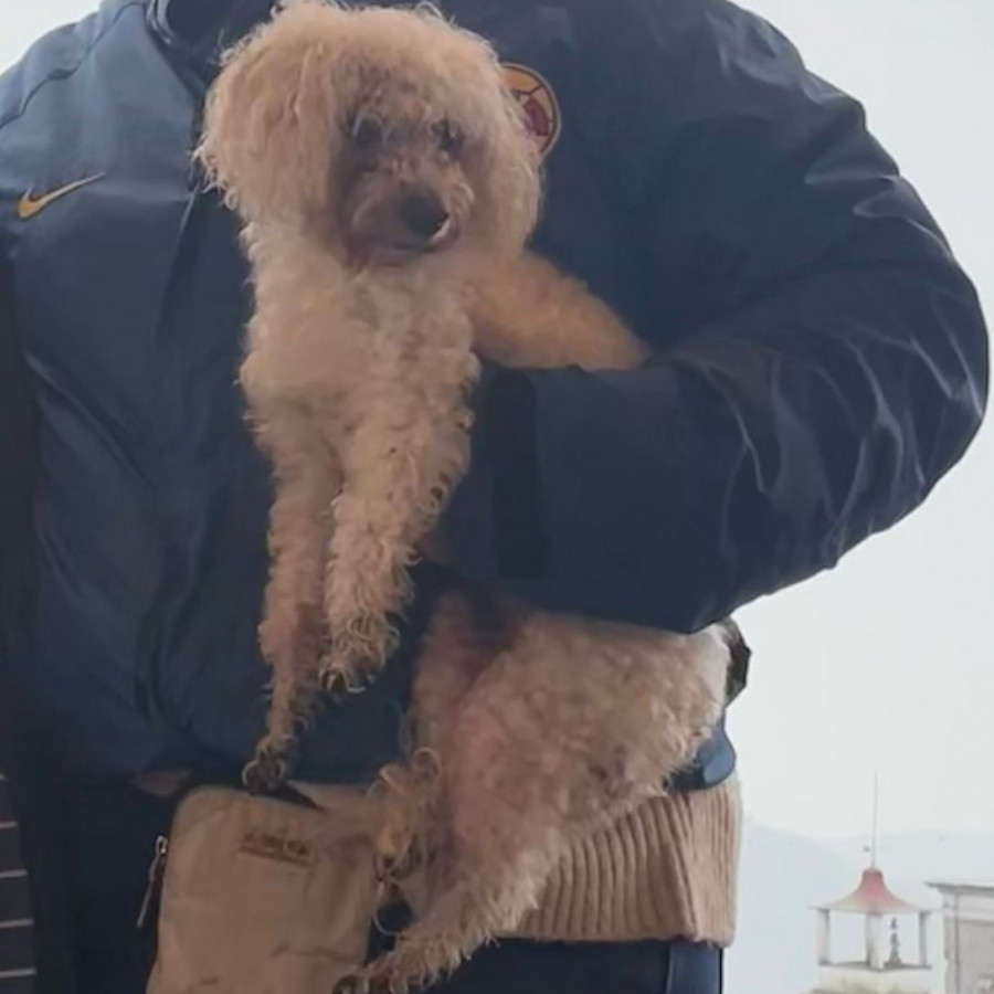 COQUETA | Raza French Poodle o Caniche | Perdida