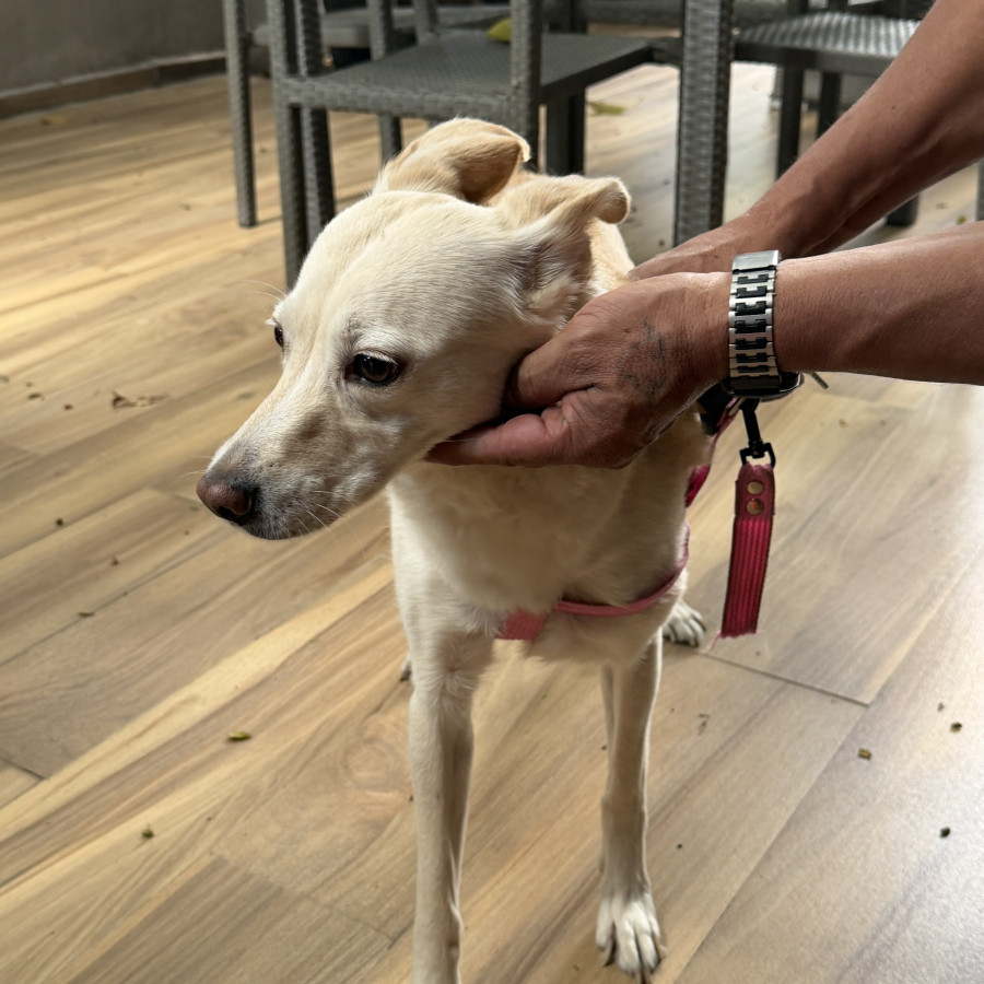  | Raza Mestiza | Encontrada