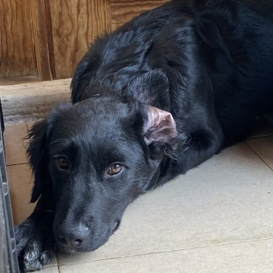 NENA | Raza Mestiza, posible cruza de Labrador | En Adopción