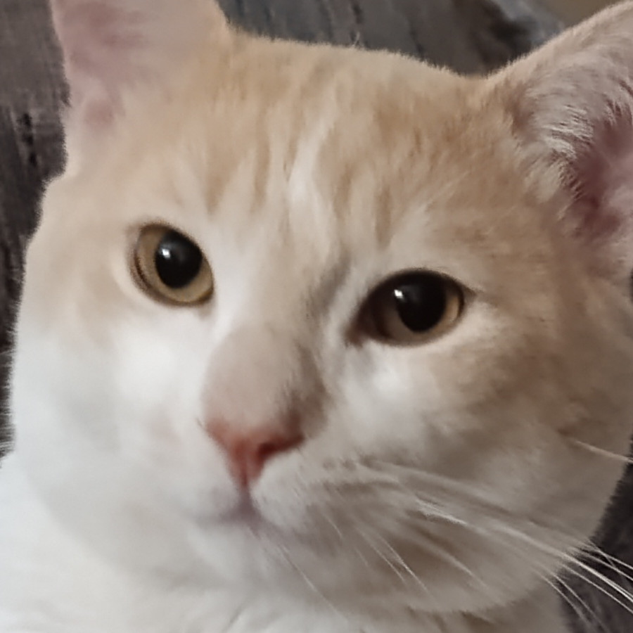 SAM | Raza Doméstico Américano de Pelo Corto | Perdido