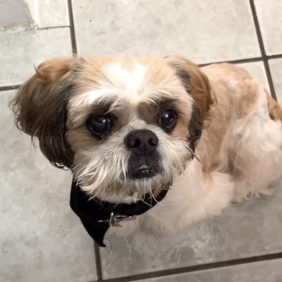 HACHI | Raza Shih Tzu  | Perdido