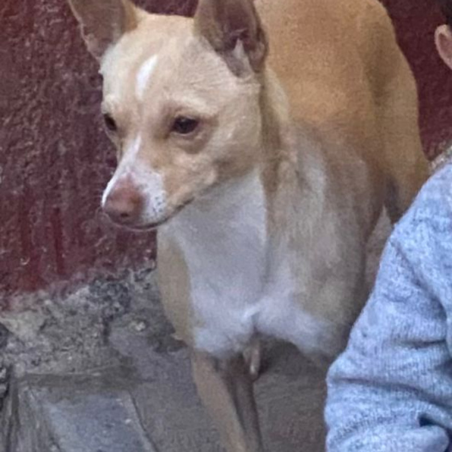 ÁNGEL | Raza Chihuahua | Perdido