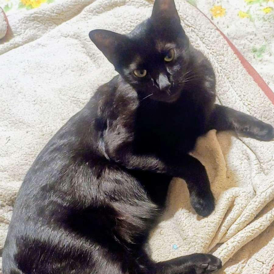 BILL | Raza Bombay | Perdido