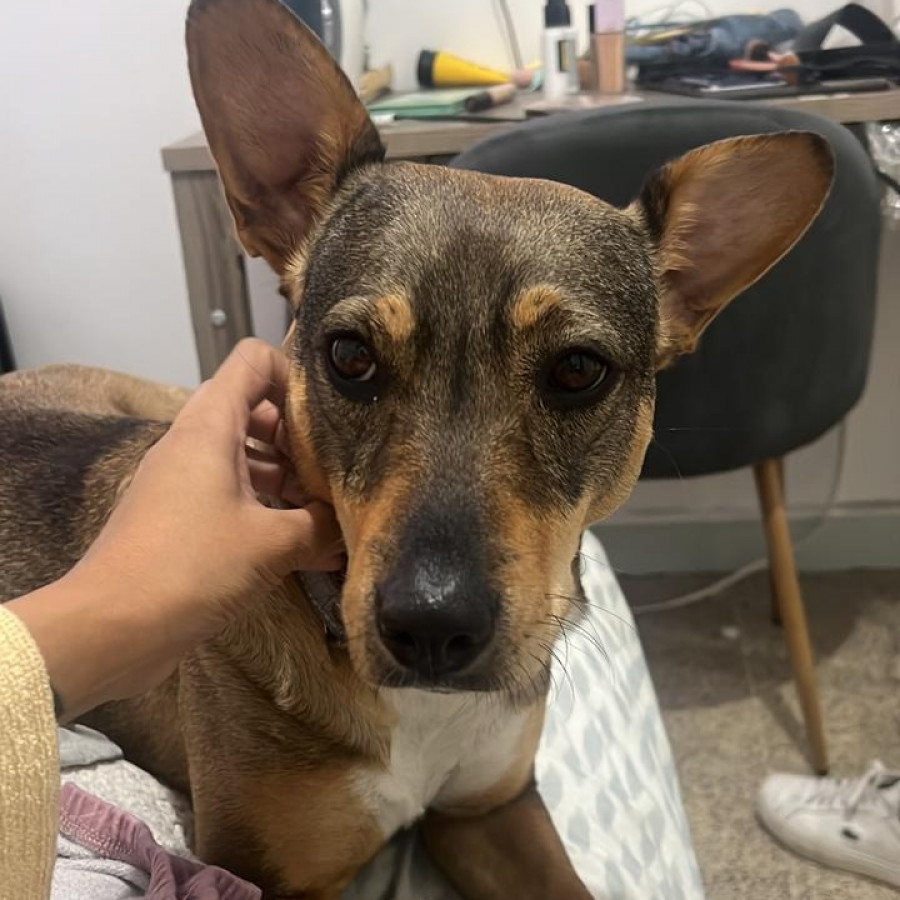  | Raza Mestiza | Encontrada