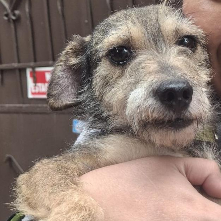 ZHARITA GALLETA | Raza Mestiza, cruza de Schnauzer | Perdida