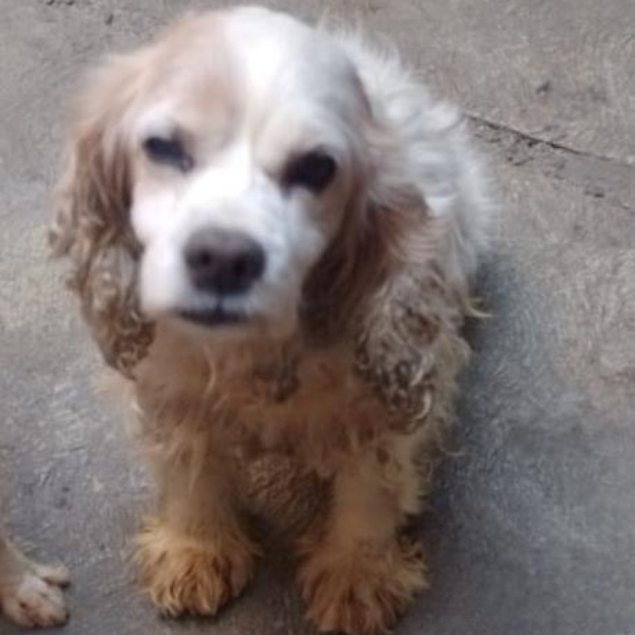 BONITO | Raza Cocker Spaniel | Perdido