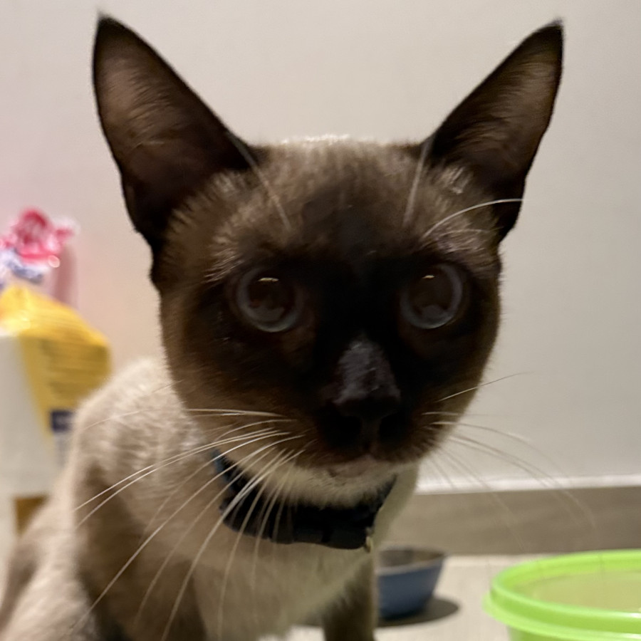  | Raza Siamés Punto Foca | Encontrado