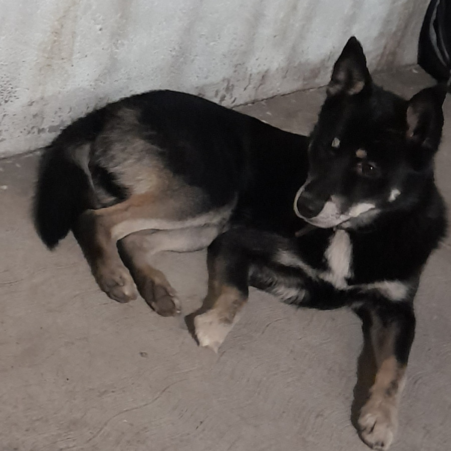 | Raza Shiba Inú | Encontrado