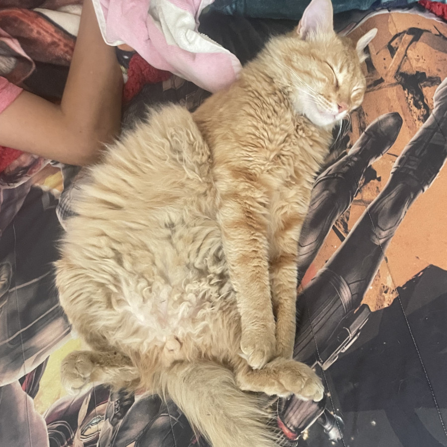 GARFIELD | Raza Doméstico Americano de pelo semilargo | Final Feliz