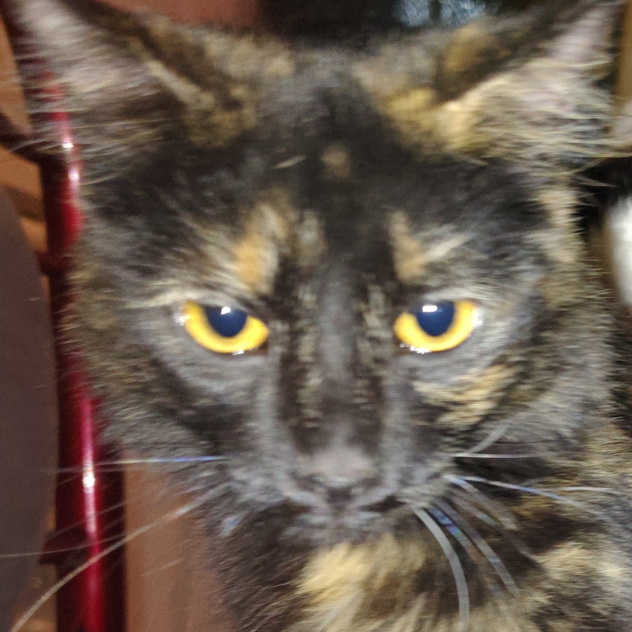  | Raza Calicó carey de Pelo largo | Encontrada