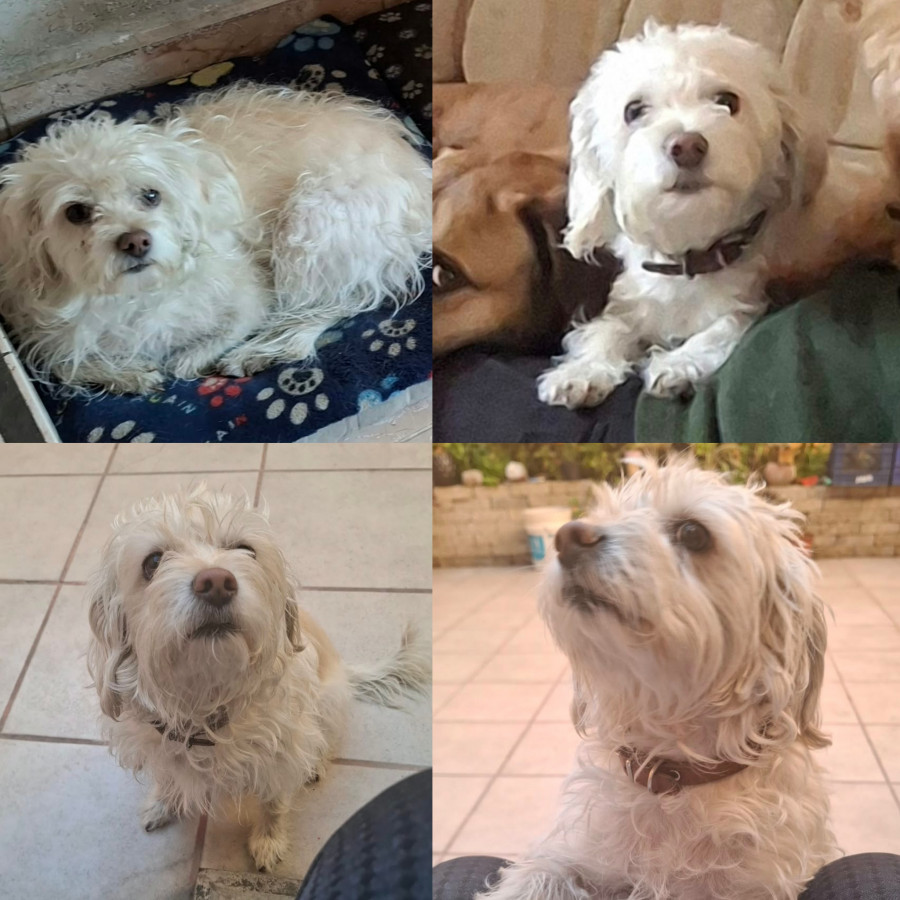 ROSITA FILOMENA | Raza Mestiza, cruza de French Poodle con Maltés, (Maltipoo) | Perdida