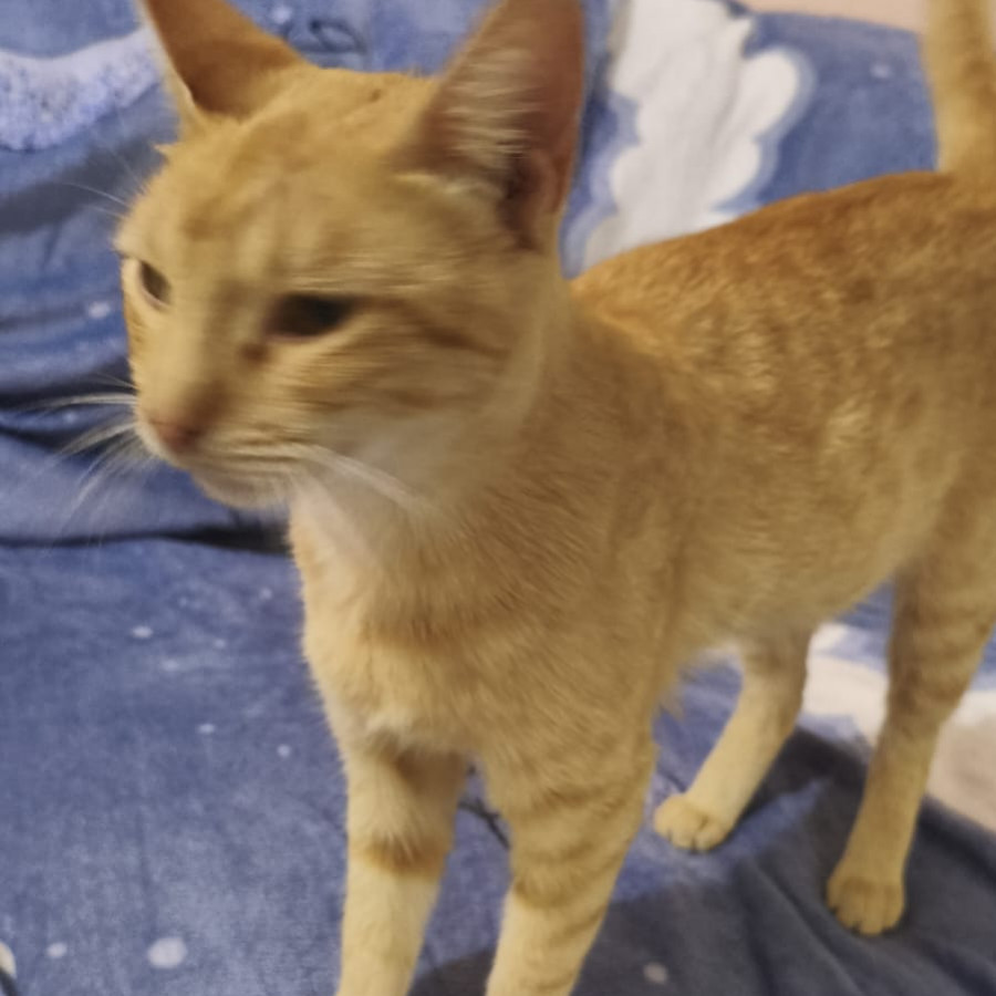 MANDARINA | Raza Doméstico Américano de Pelo Corto | Final Feliz