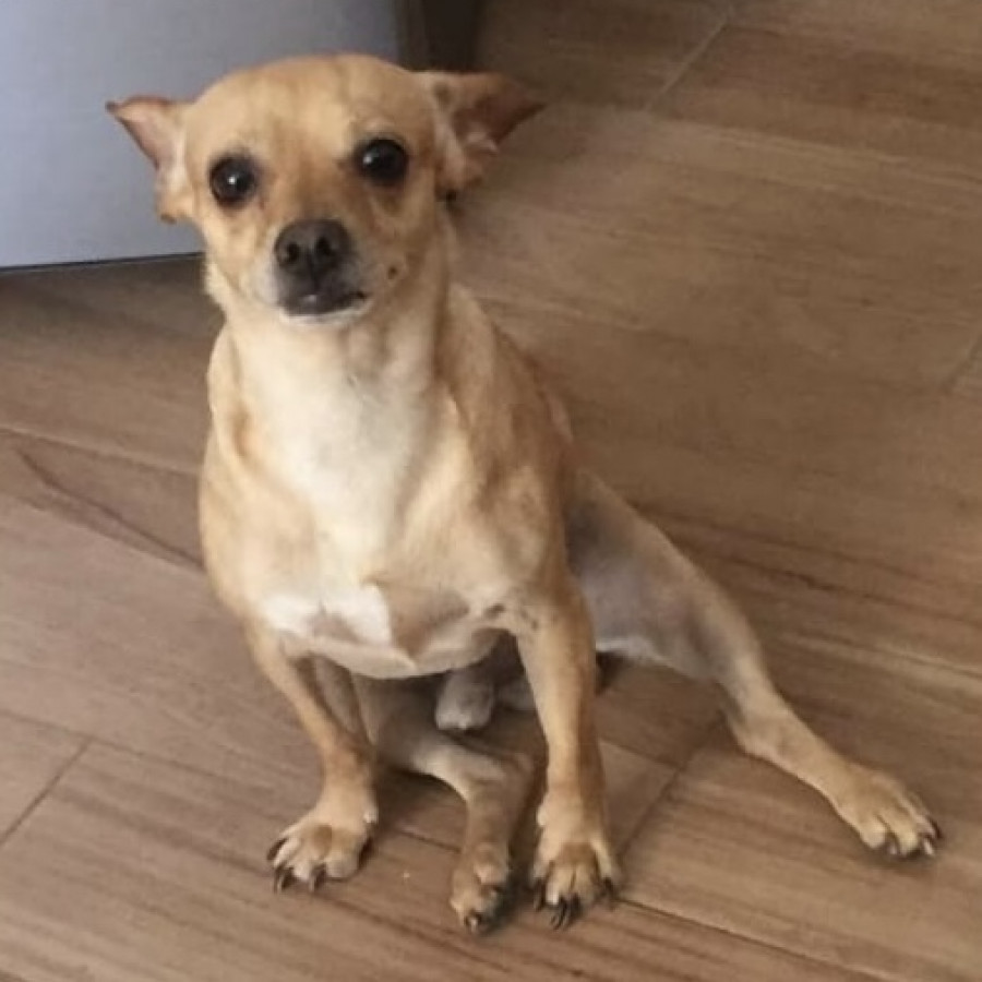 ROBIN | Raza Chihuahua | Perdido