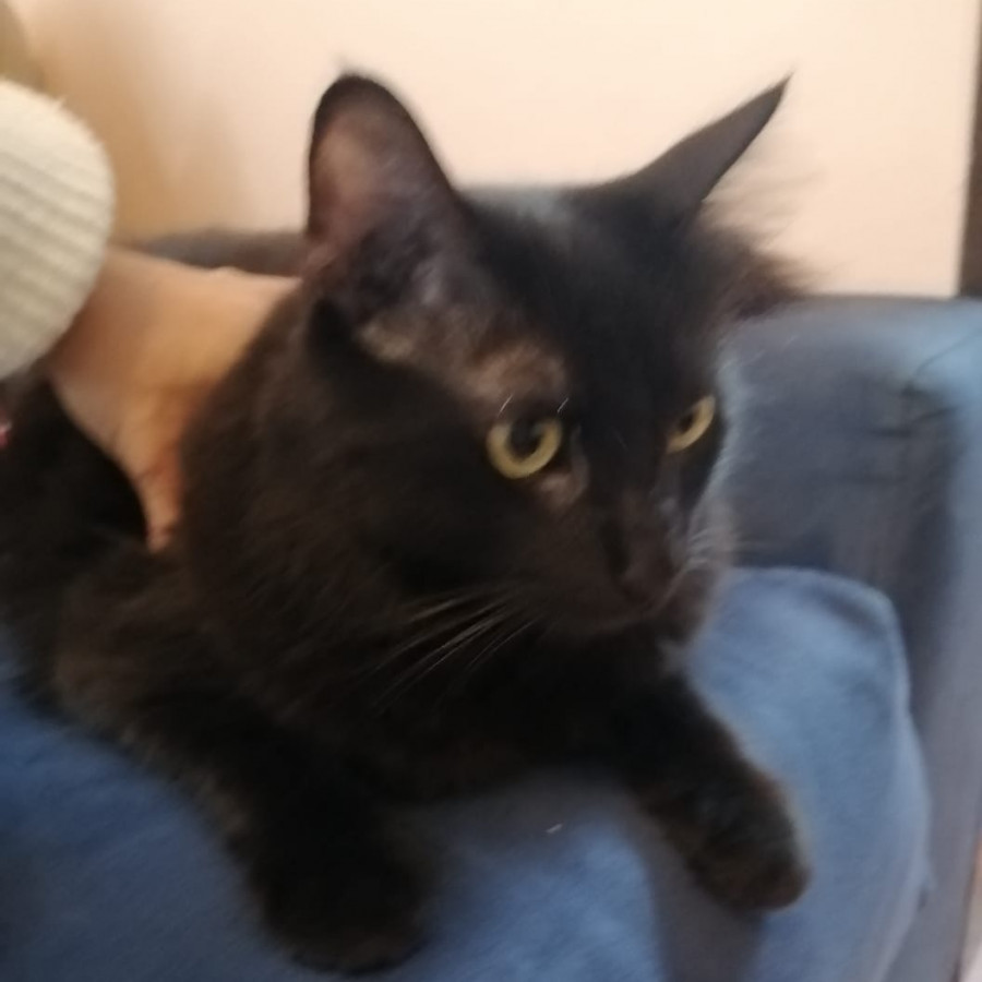 RA | Raza Angora Turco Negro | Perdido