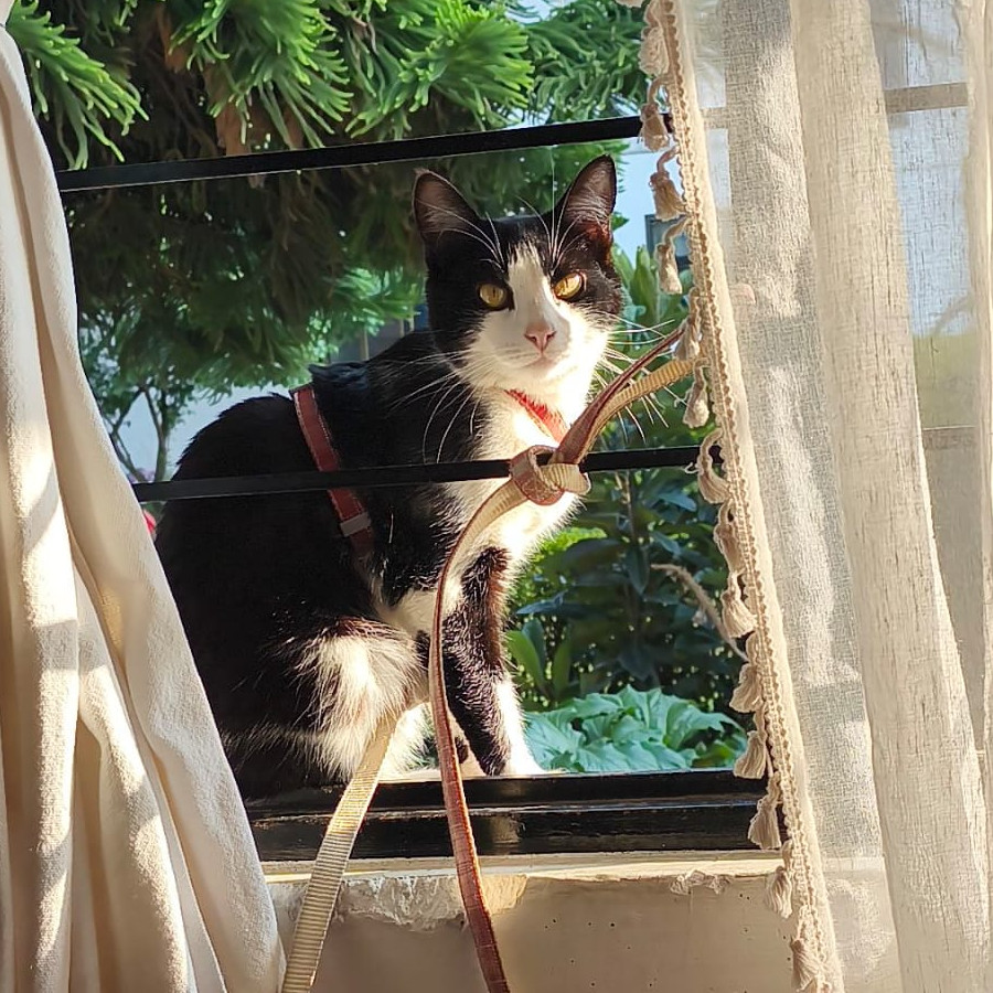 FIANNA | Raza Doméstico Américano de Pelo Corto | Perdida