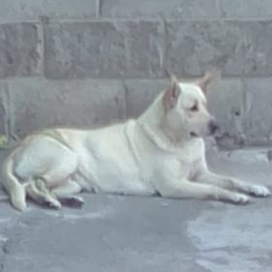  | Raza Mestiza, posible cruza de Labrador con Husky | Encontrada