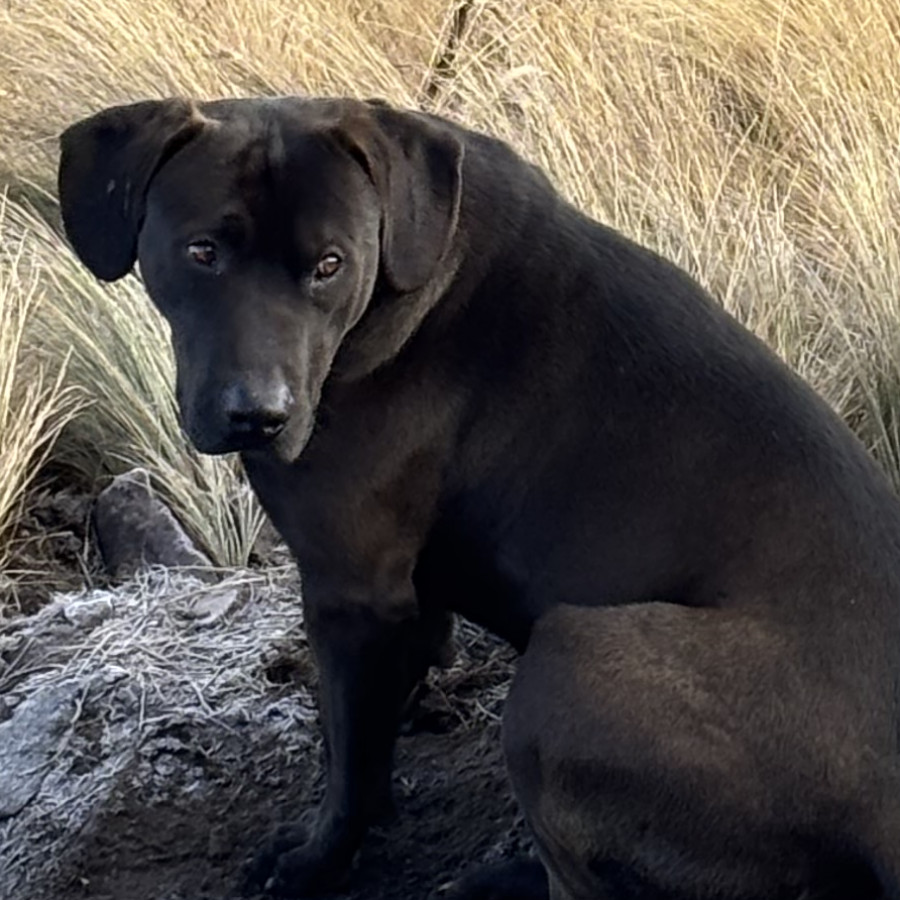 BLACKY | Raza Mestizo, Cruza De Labrador | Perdido