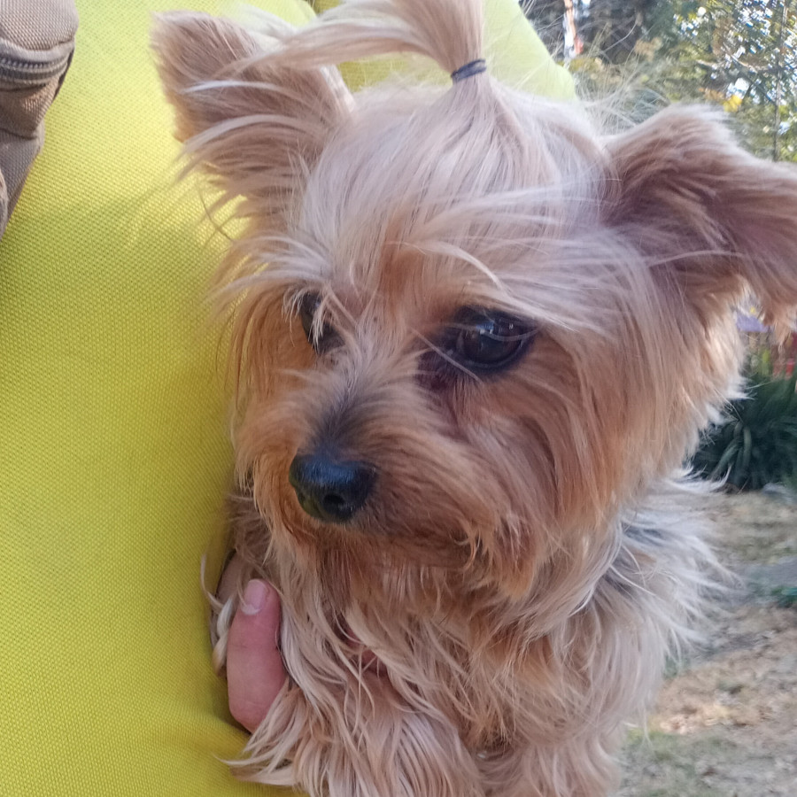  | Raza Yorkshire Terrier (Yorkie) | Encontrada