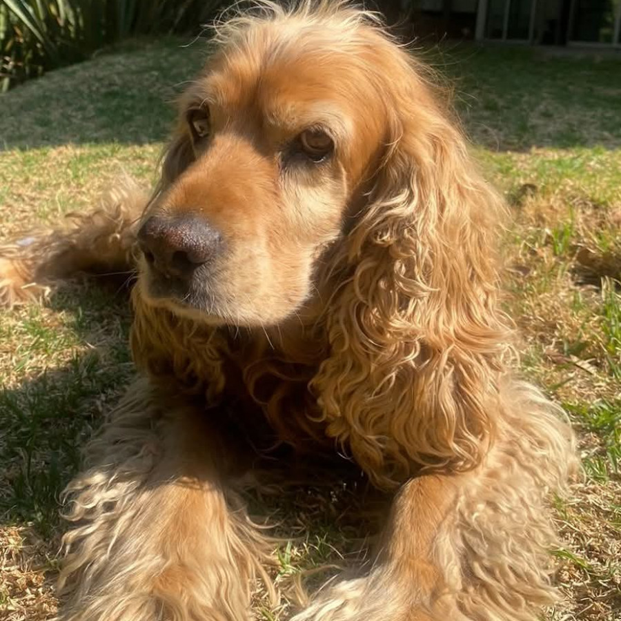 ÁMBAR | Raza Cocker Spaniel Inglés | Perdida