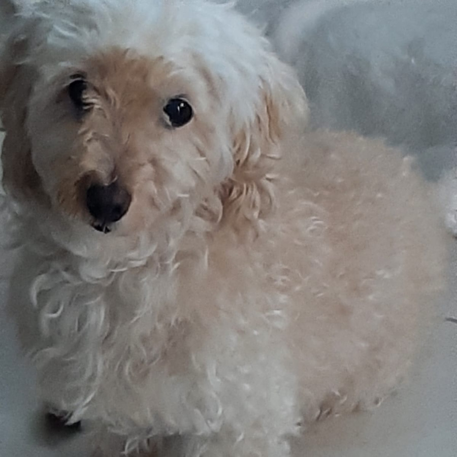 CIELO | Raza Mestiza, cruza de French Poodle con Maltés,  (Maltipoo). | Perdida