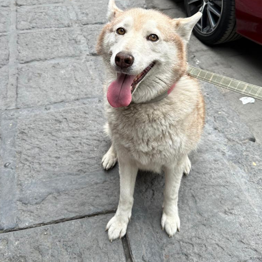 KEIL | Raza Husky Siberiano | Final Feliz