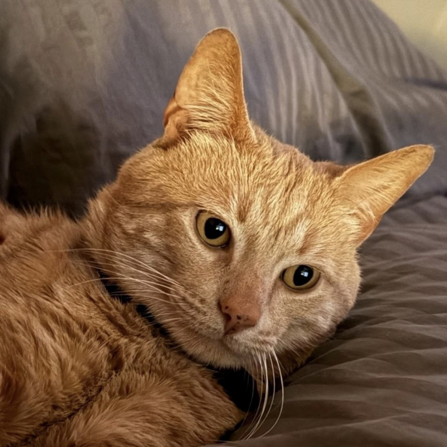 SIMBA | Raza Doméstico Américano de Pelo Corto | Perdido