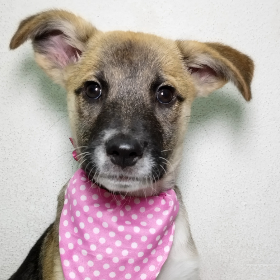 APRIL | Raza Mestiza | En Adopción