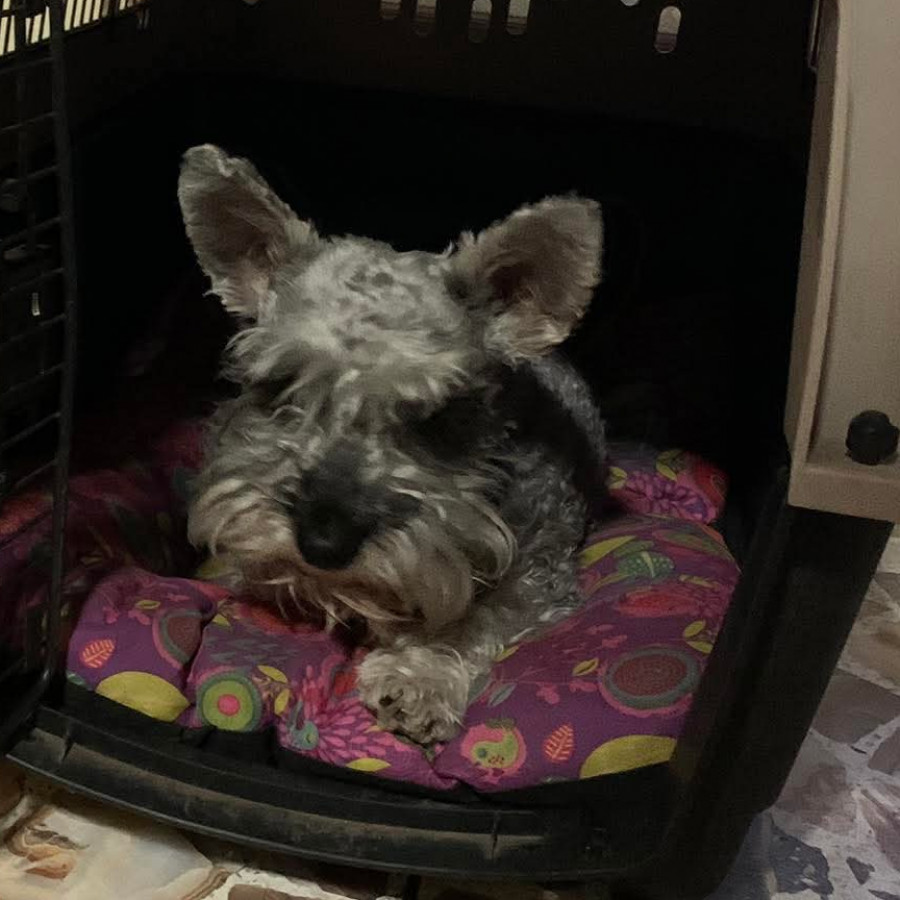 GROOT | Raza Schnauzer Miniatura  | Perdido