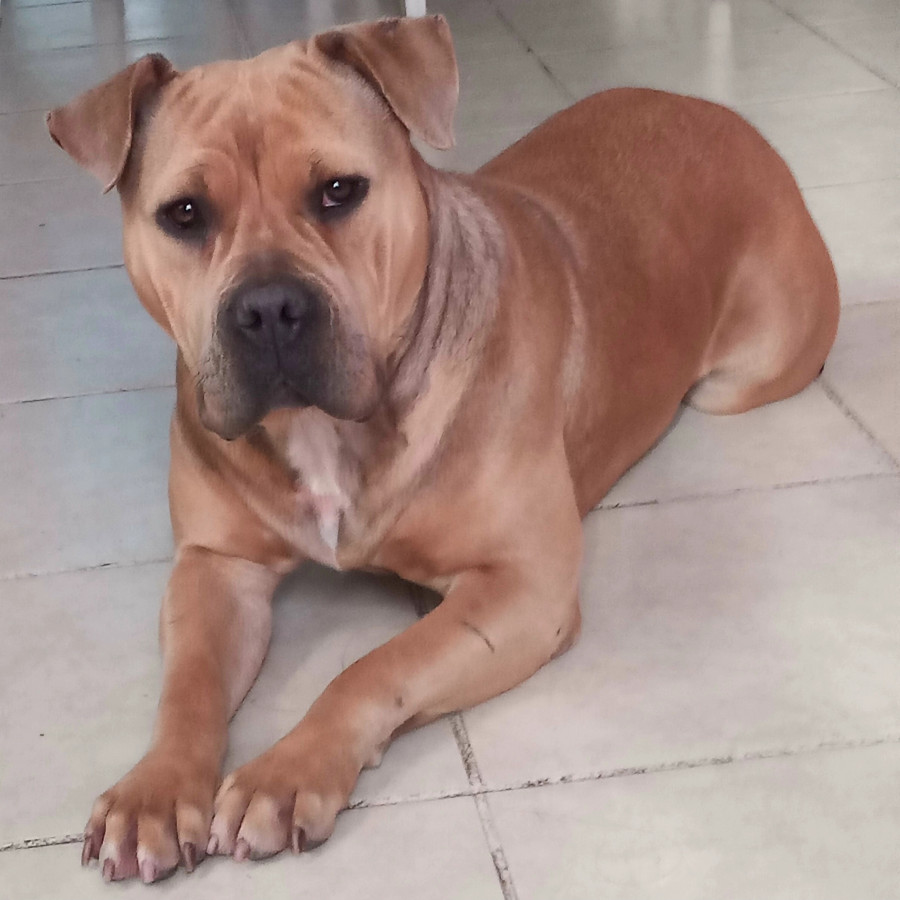 NOVA | Raza American Bully  | En Adopción