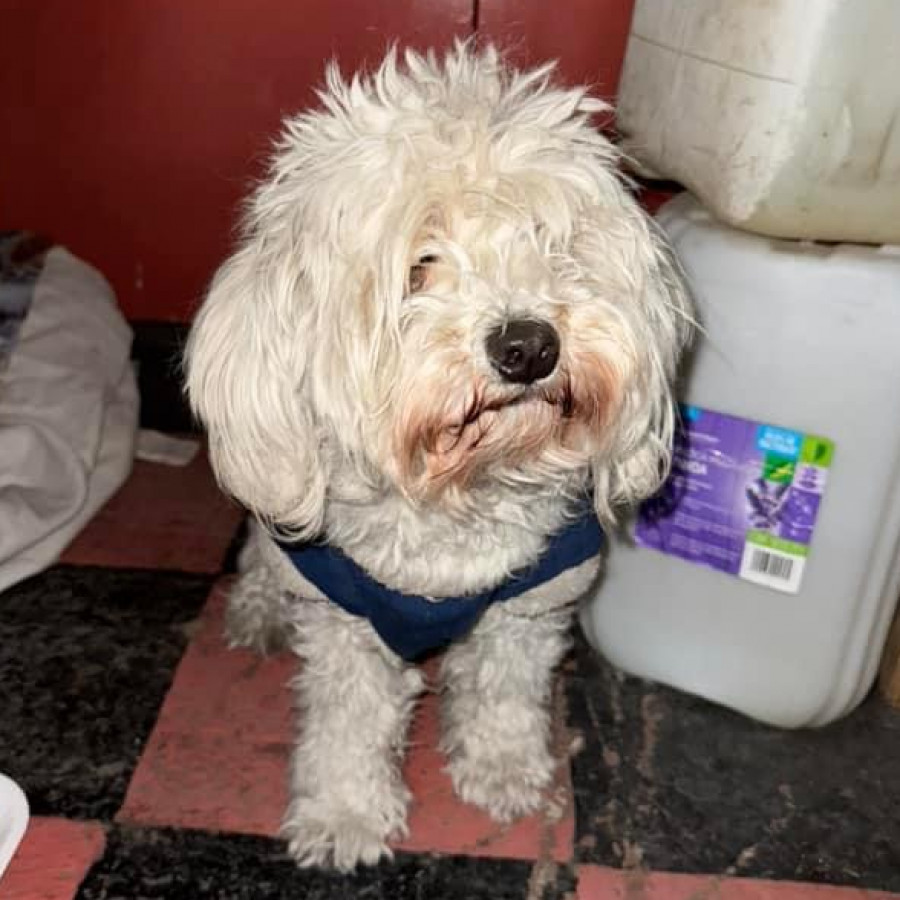  | Raza French Poodle o Caniche | Encontrado