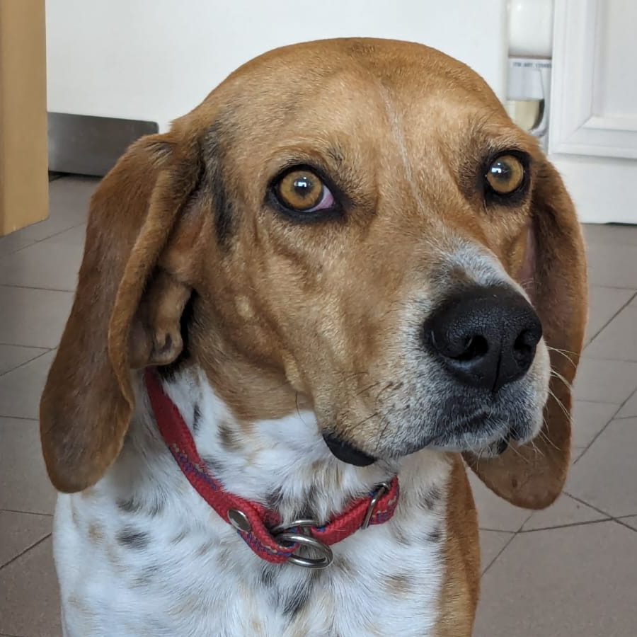  | Raza Beagle | Encontrado