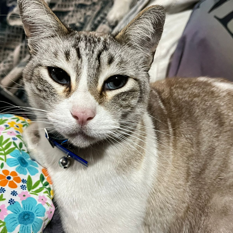 SMUKY | Raza Aslan o Siamés moderno, punto tabby | Perdido