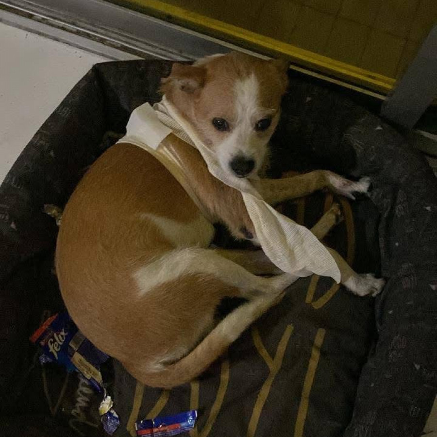 MAX | Raza Mestizo, cruza de Jack Russell Terrier | Perdido