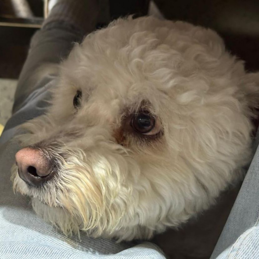 ADHARA | Raza Mestiza, cruza de French Poodle | Perdida