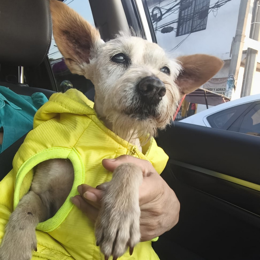 | Raza Mestiza, cruza de Chihuahua con Schnauzer,  (Chizer) | Encontrada