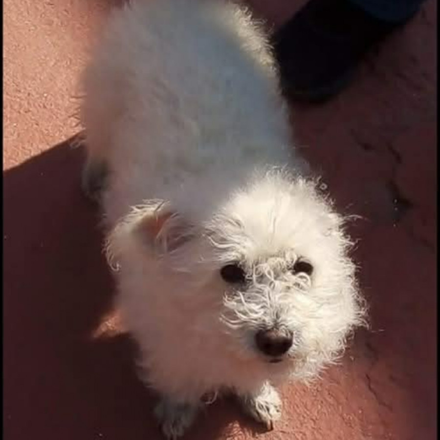 MANDY | Raza Mestiza,  cruza de French Poodle | Final Feliz