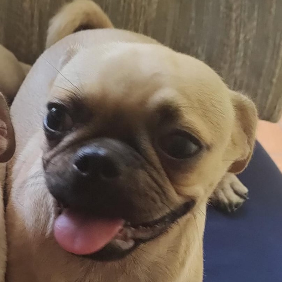 FRANCHESCA | Raza Mestiza, cruza de Pug | Perdida