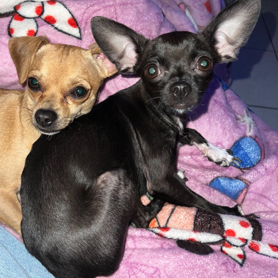 CIRILA | Raza Chihuahua | Perdida
