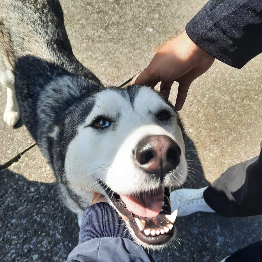  | Raza Husky Siberiano | Final Feliz