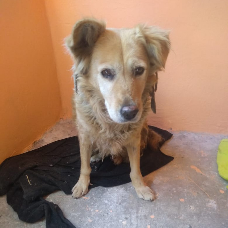  | Raza Mestiza | Encontrada