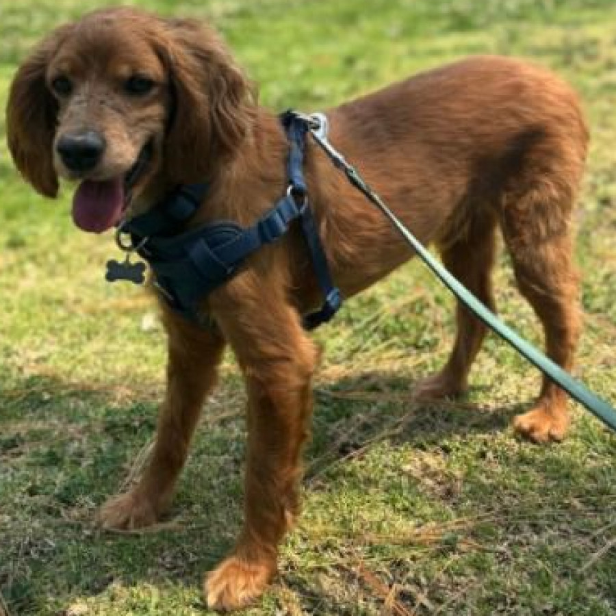 ARCHIE | Raza Mestizo, cruza de Cocker Spaniel | Perdido