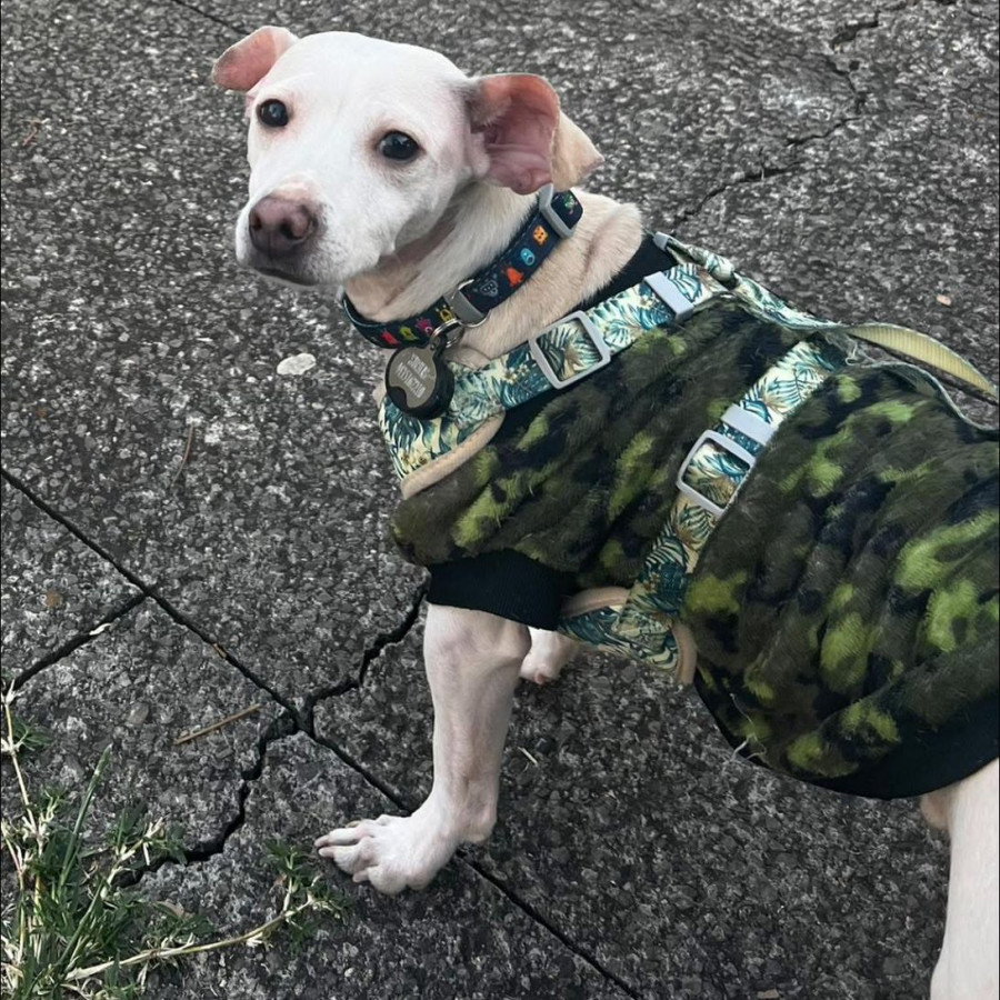 SIRIUS | Raza Mestizo, cruza de Chihuahua | Perdido