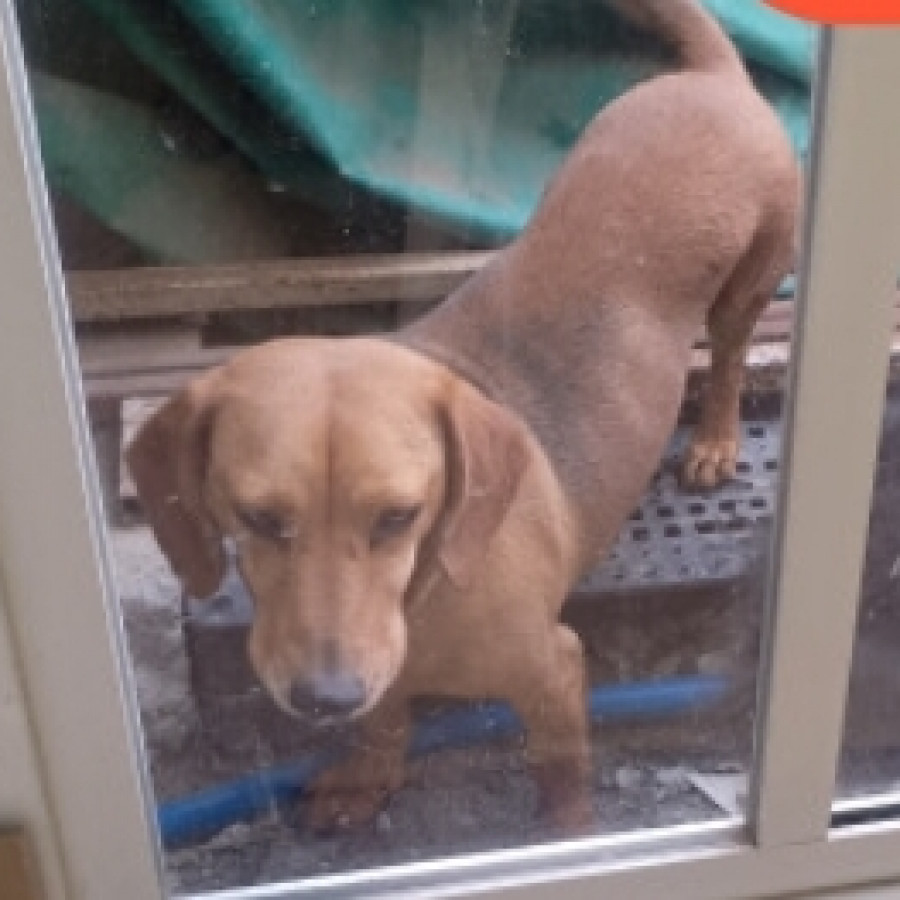  | Raza Dachshund o Salchicha  | Encontrado